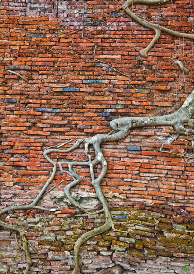 The old brick wall and tree roots background (ruins of Ayutthaya, old capital of THAILAND )