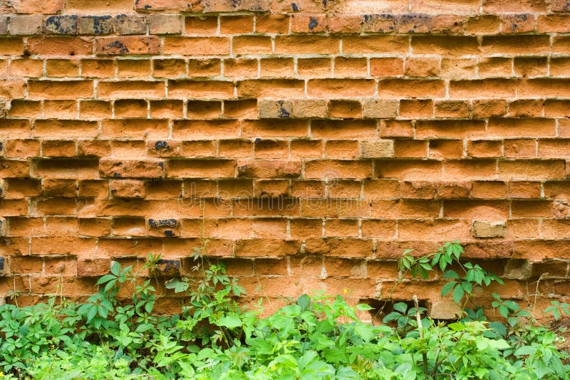 Old brick wall and wild grapes