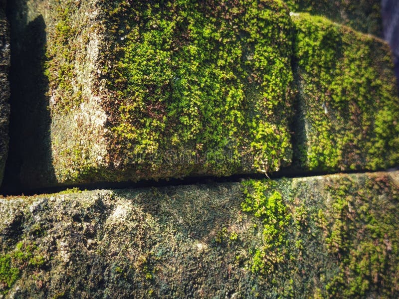 Old bricks covered in green moss stock photos