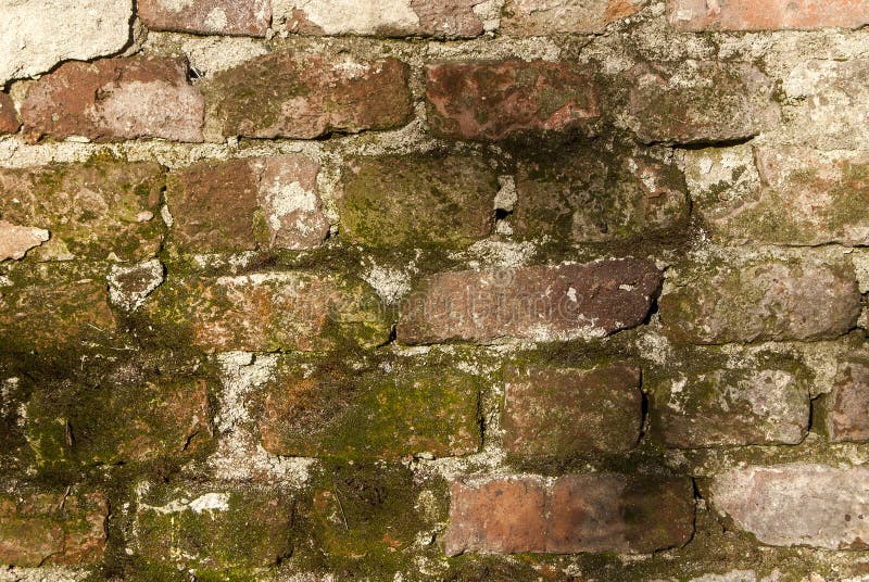 Old bricks moss wall stock photography