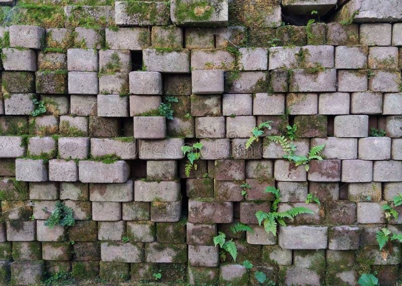 Old Bricks Wall Pattern with Plants. Texture. Photo. Stock Image