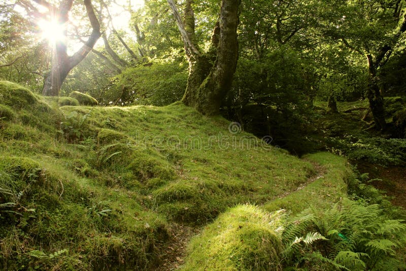 Old British Forest with a Magical Feel. Stock Photo - Image of scenery ...