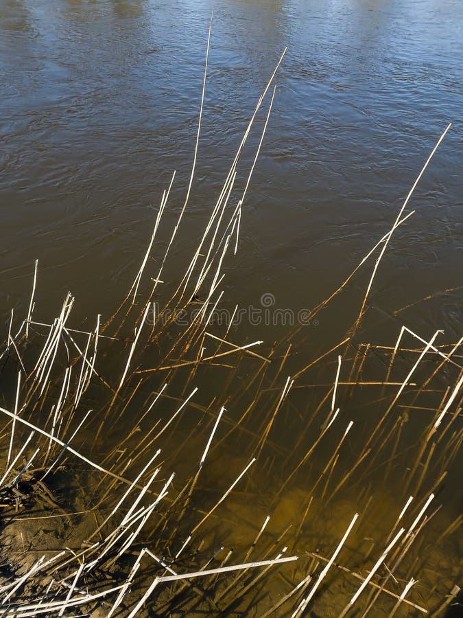 832 Broken Reed Stock Photos Free & RoyaltyFree Stock Photos from