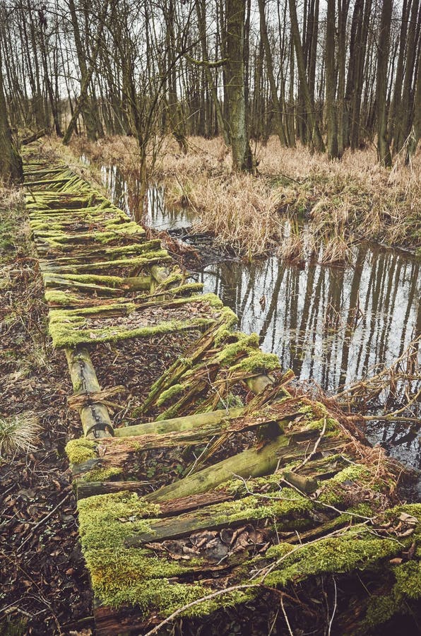 Old Broken Wooden Bridge In A Freshwater Swamp Forest Stock Photo