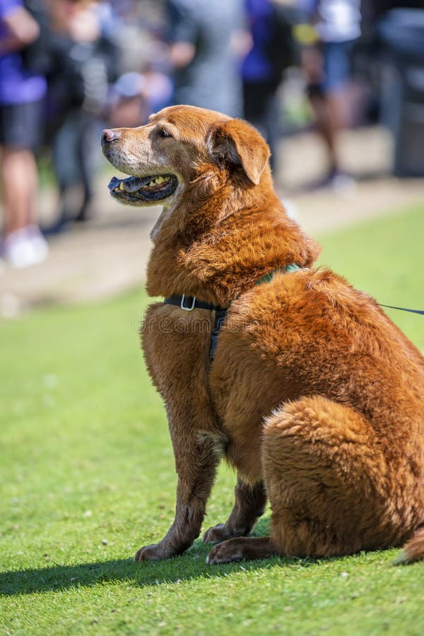 An Old Red Haired Labrador Retriever with Long Hair Sits on the Grass  during a Team Competition Stock Image - Image of legged, friendly: 160162529