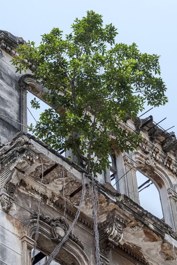 Old building destroyed by time with tree on balcony stock image