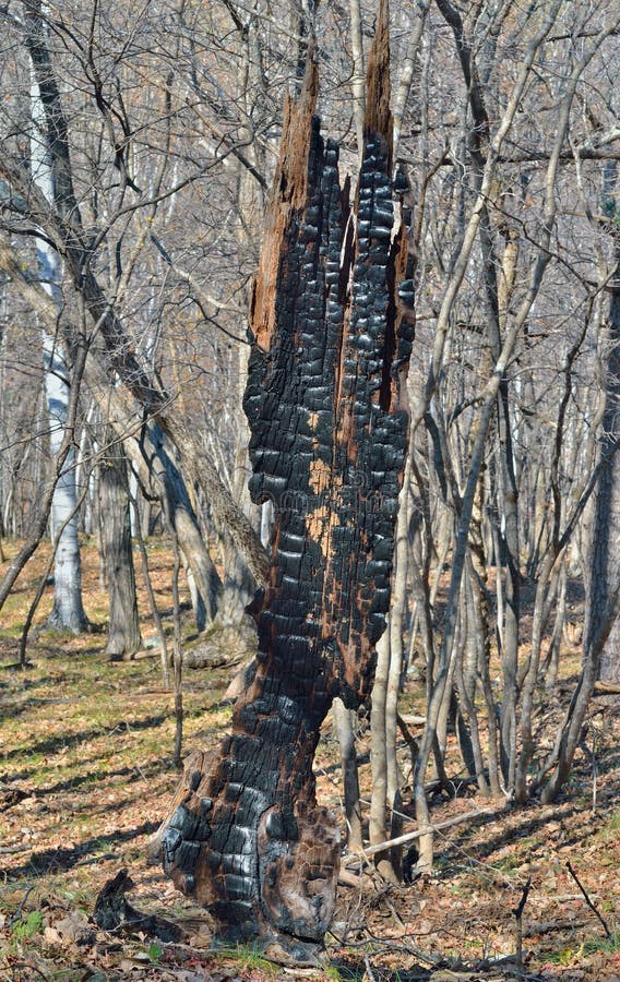 The Stump Of The Burned Down Old Cut Tree Costs Burned Down In The