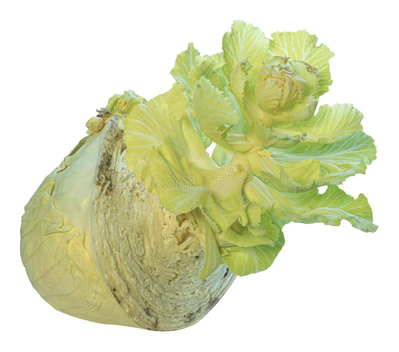 Old Cabbage Gives Life To Young Cabbage Stock Photo Image of dried
