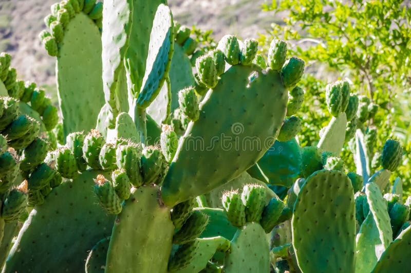 Old cactus plants with many new leafs in direct sunlight
