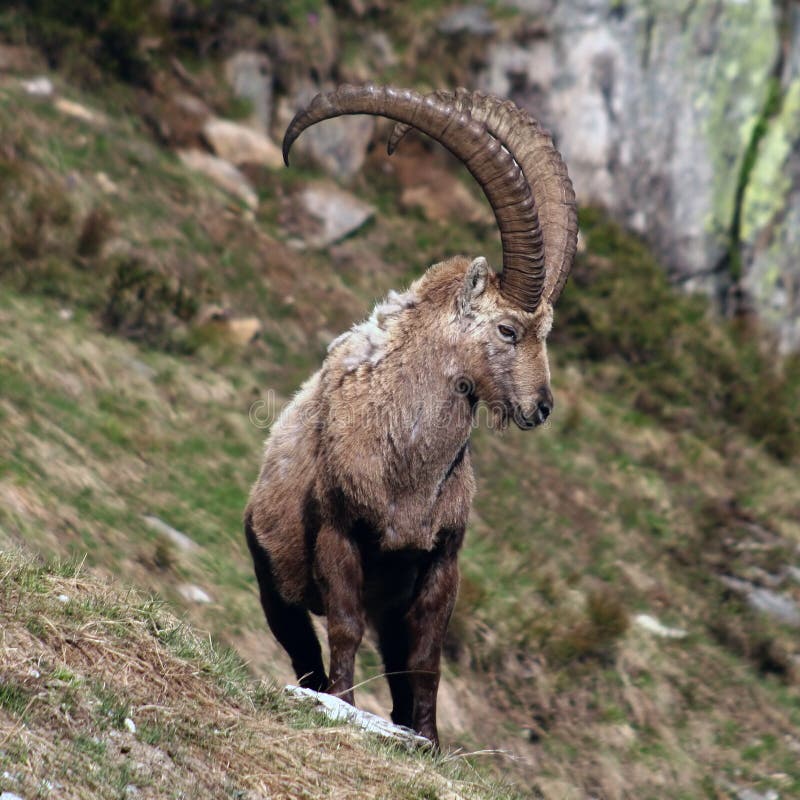 Alpine Ibex stock photo. Image of wild, horn, mount, face - 15741064