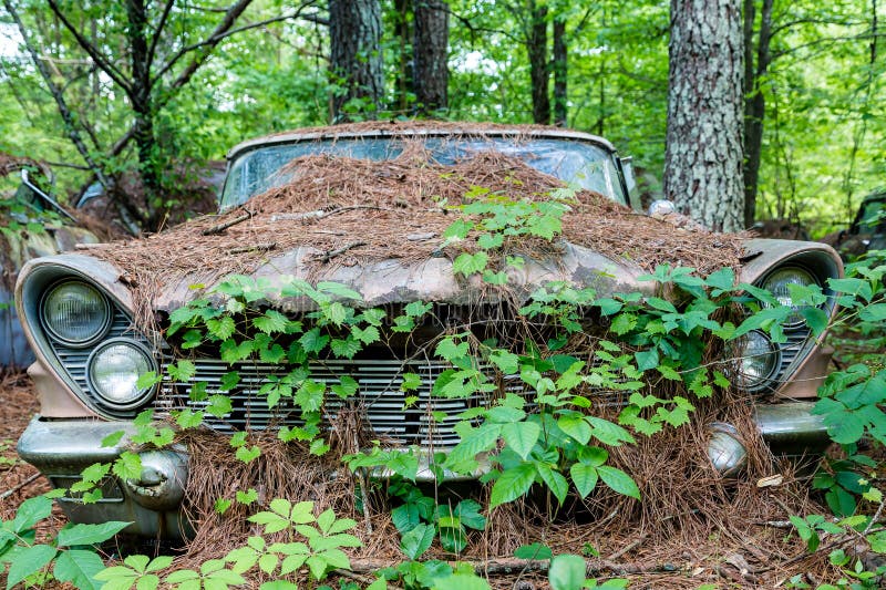 Old Car Covered in Vines and Pinestraw Stock Photo Image of wreck, junk 61605954