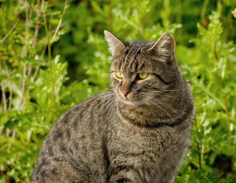 Old cat stock image. Image of sepia, light, bubble, home 47249531