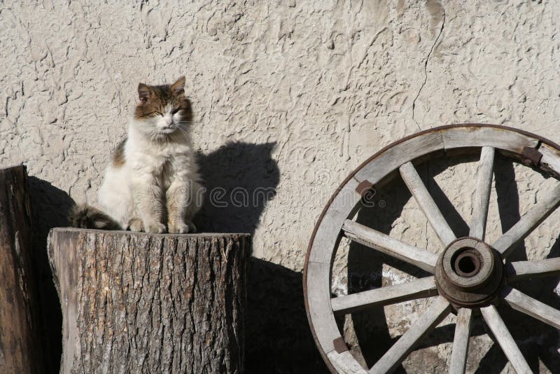 6,085 Alley Cat Stock Photos Free & RoyaltyFree Stock Photos from Dreamstime