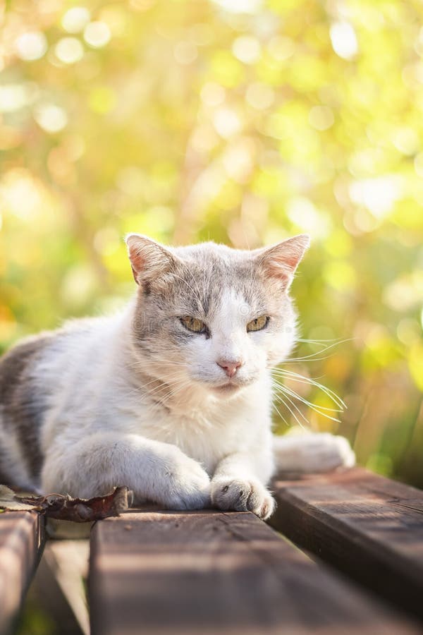 Old cat lying on bench stock image. Image of outdoors 79007207