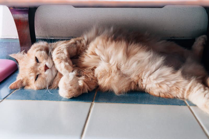 Old Cat is Sleeping in the Evening Stock Image Image of close, mammal