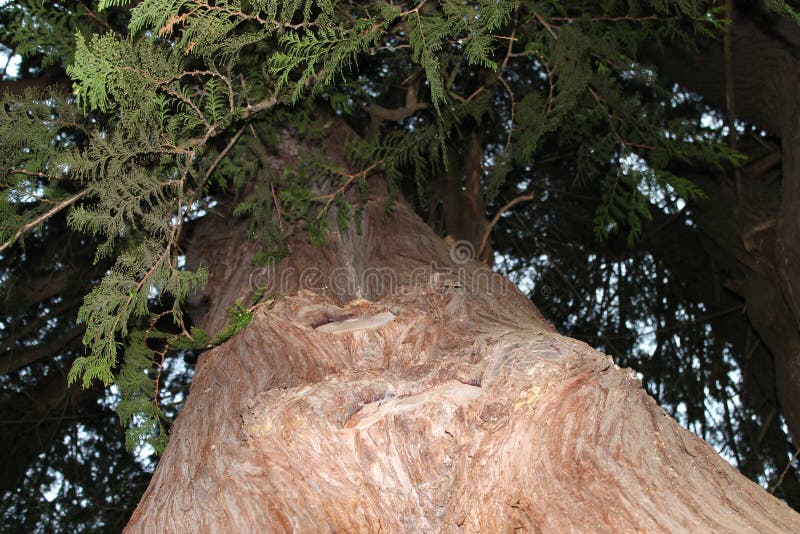 Old Cedar Tree royalty free stock photo