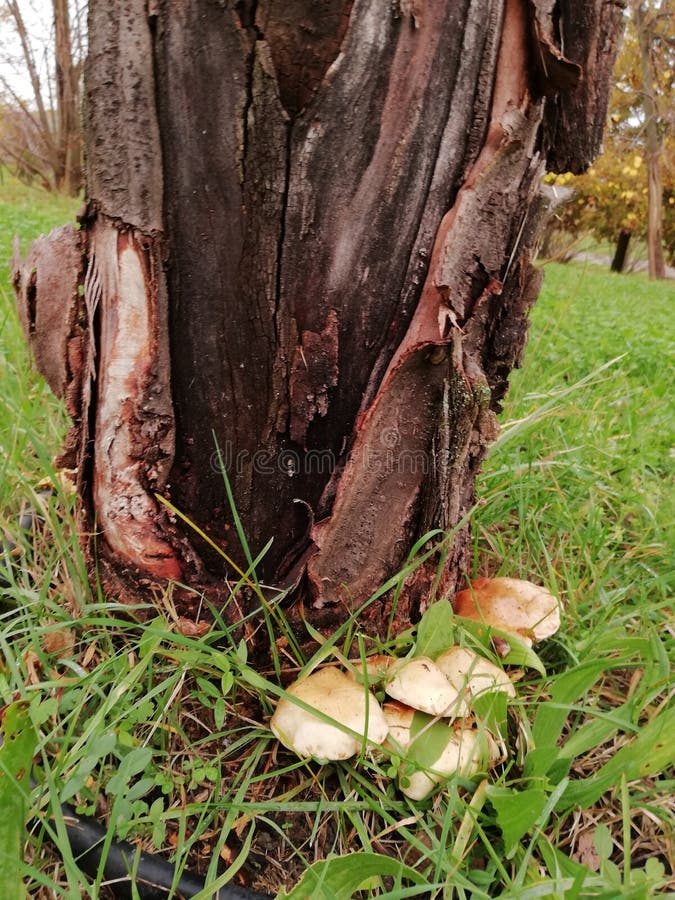 Old Cherry and Mushrooms in the Park Stock Image Image of lumber