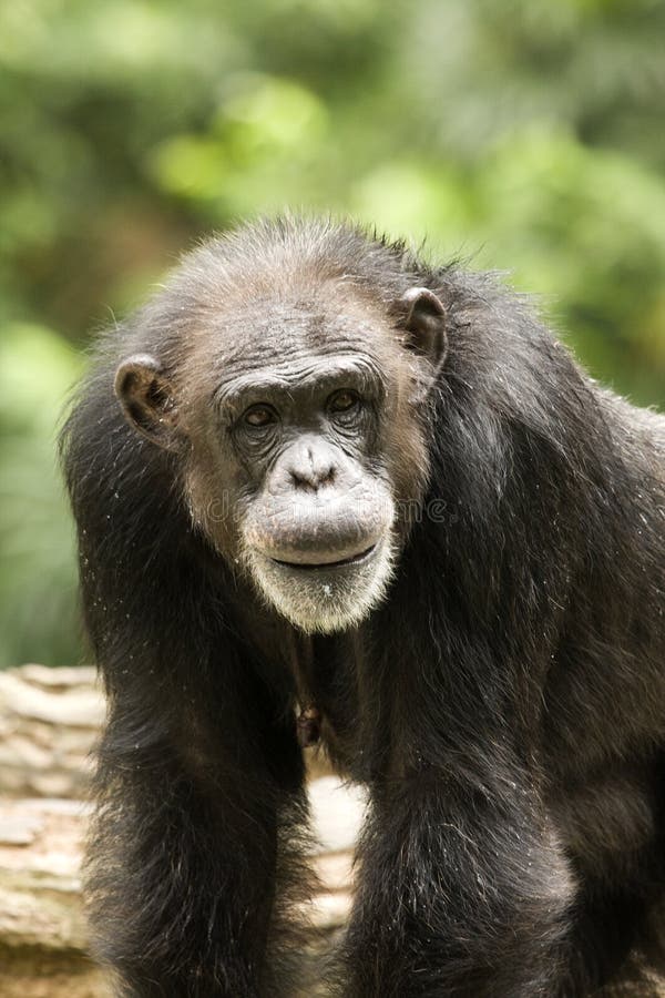 old chimpanzee old chimpanzee