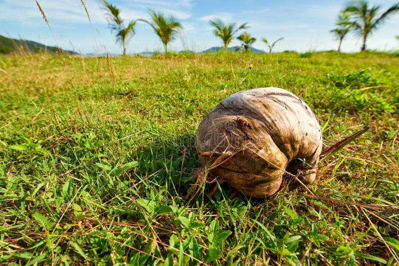 Old coconut on green grass stock image. Image of color 85917019