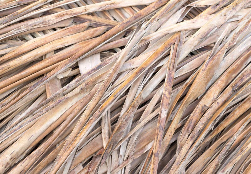 Dried coconut leaf stock photo. Image of flora, photograph 163536508