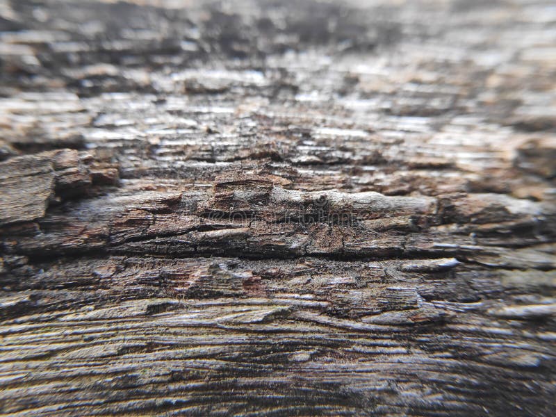 Coconut Tree Wood Fiber Macro Stock Photos Free & RoyaltyFree Stock