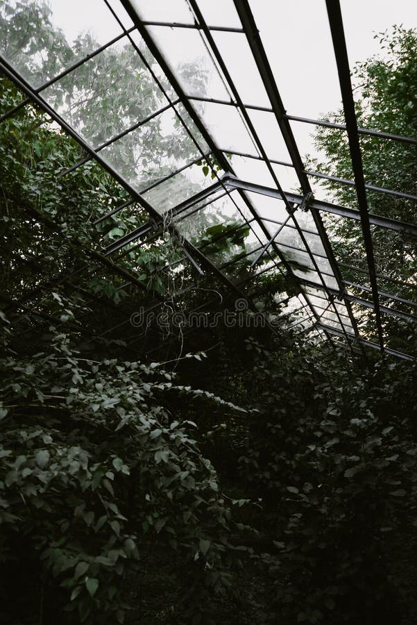 An old collapsed greenhouse stands in a dense green garden 2