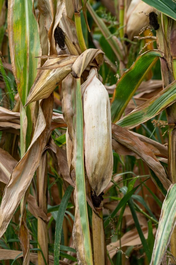 Old Corn in Cornfield with Stalks and Ears Grown and Dry Stock Photo