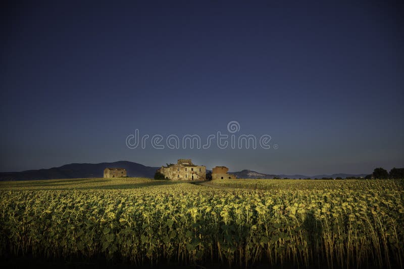 Old cottage in the middle of a field of sunflowers in Tuscany.