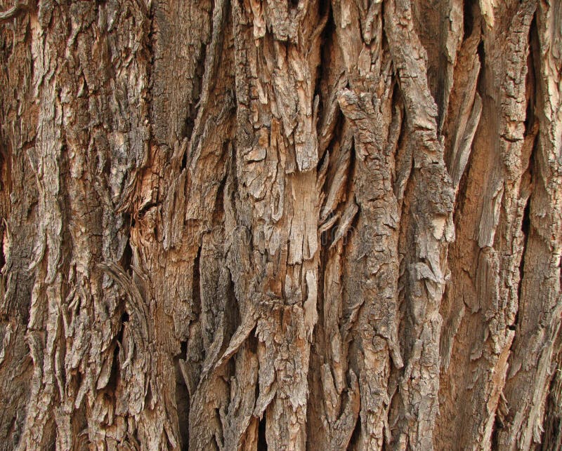Cottonwood bark stock image. Image of trunk, detail, bark 5074721
