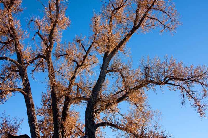 Old Cottonwood Tree Against Blue Sky Stock Photo Image of branches, cottonwood 11859032