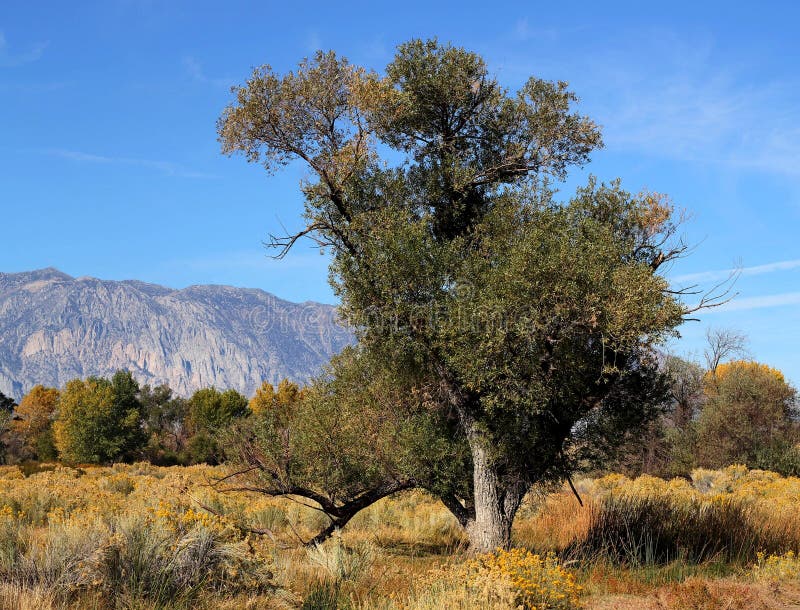 Old Cottonwood Tree in Fall Stock Image Image of cottonwood, landscape 21716583