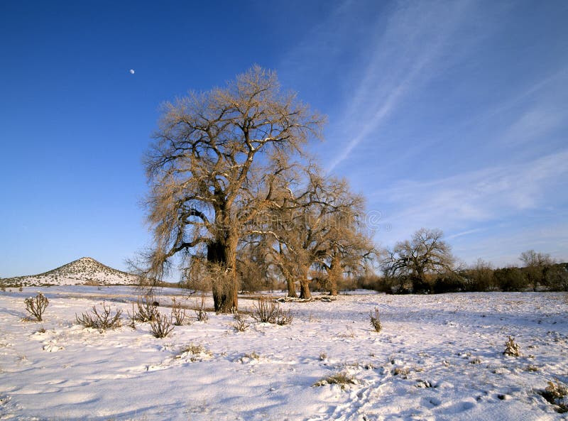 Wintery Cottonwood stock image. Image of cottonwood, frigid 7573821