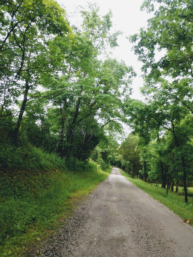 Old country road stock photo. Image of leaf, trail, nature 205932756