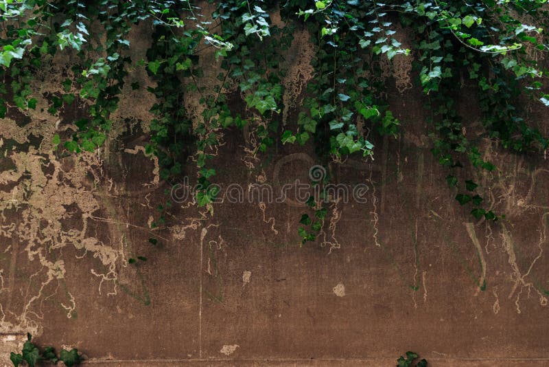 Old cracked brown wall and green stock image
