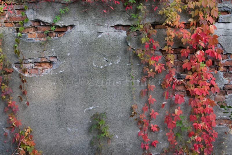 Old cracked wall with ivy