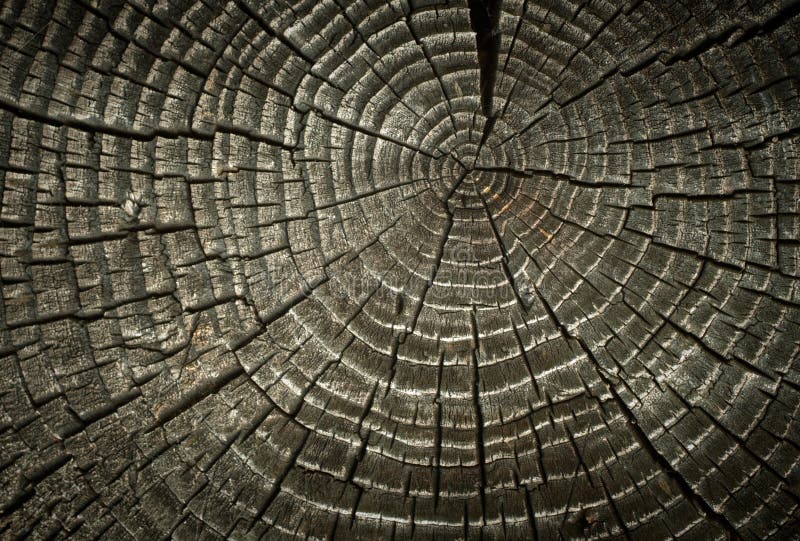 Old cracked wood rings. stock photos Old cracked wood rings. stock photos