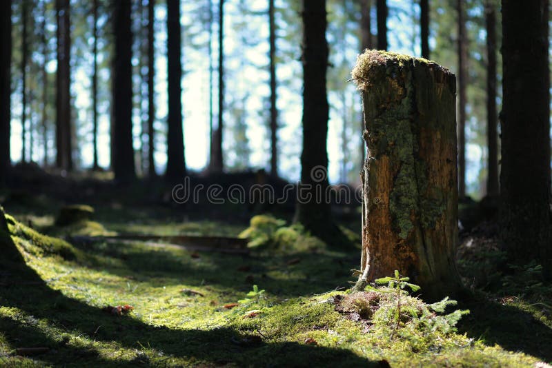 Old cut down tree trunk in fir forest