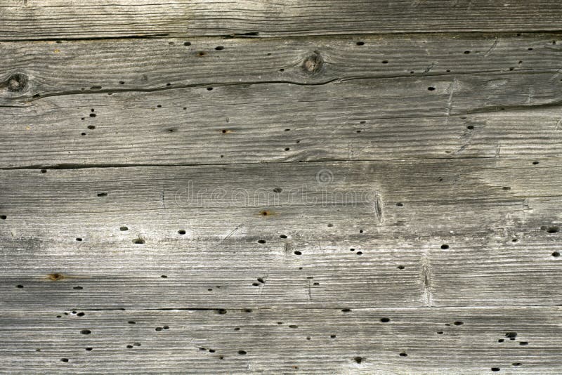 Old Damage Wood Texture, Termite Damage Wood Floor Stock Image Image