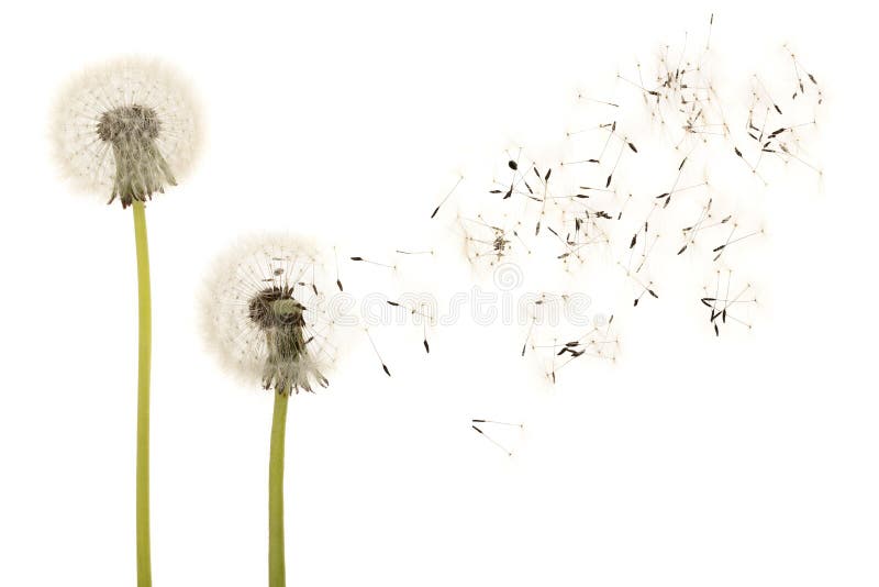 Old dandelion isolated on white background closeup