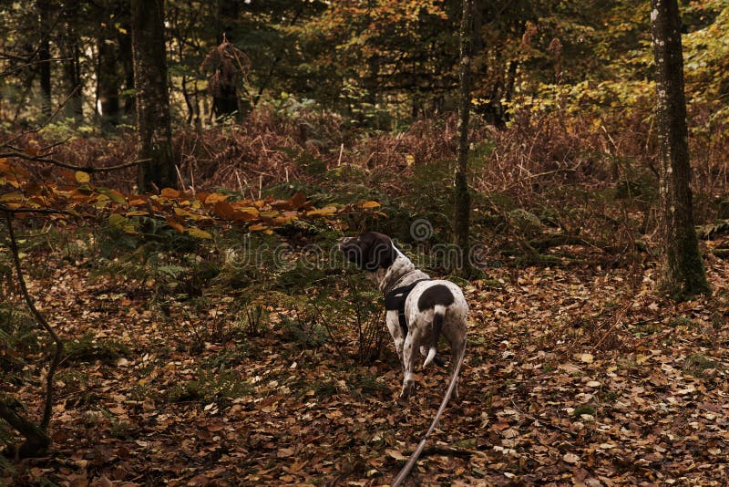 Old Danish Pointer Dog in at Leash in Forest with Fallen Leaves in the