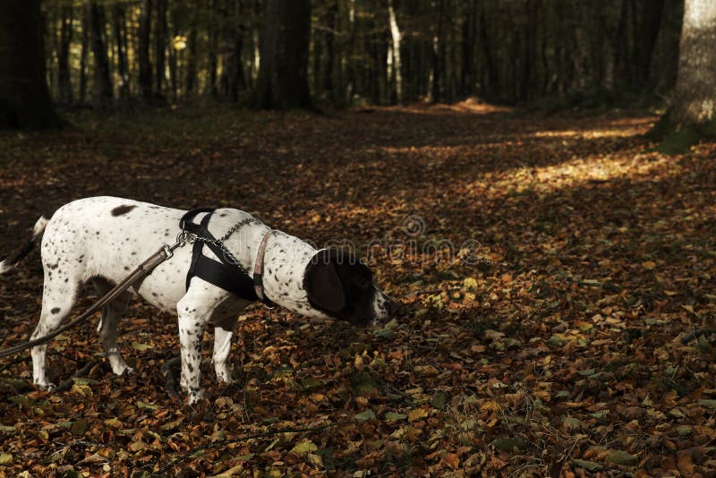 Old Danish Pointer Dog in at Leash in Forest with Fallen Leaves in the