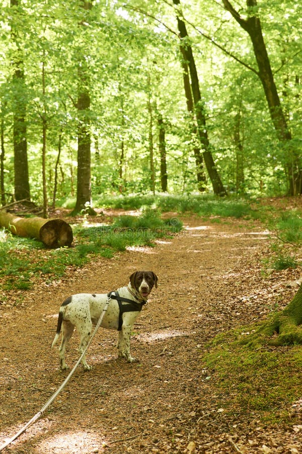 Old Danish Pointer Dog Walking on Path in Forest Stock Image Image of