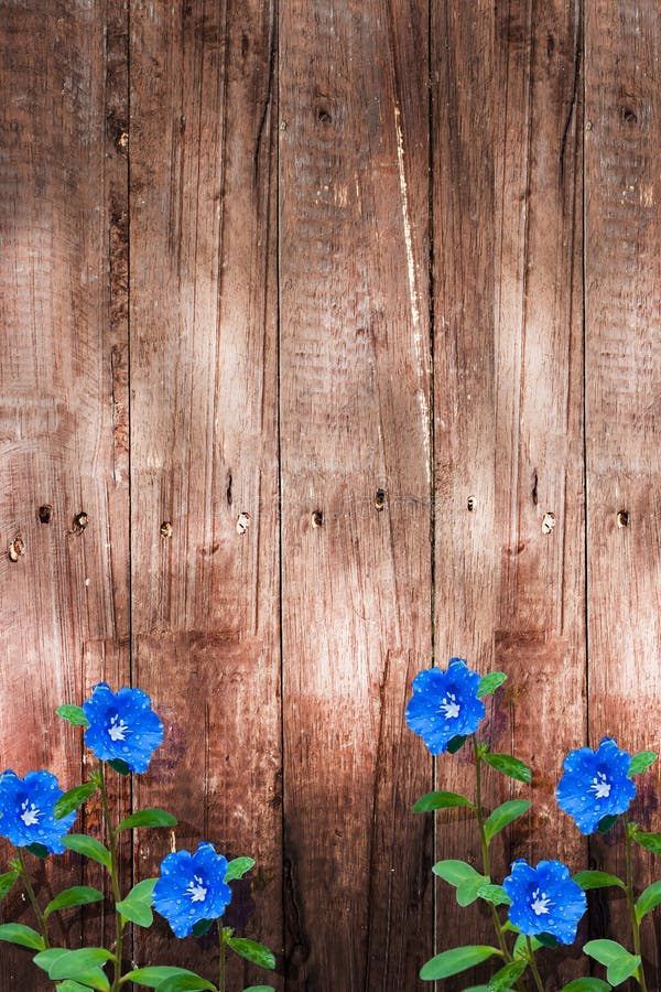 Rustic Wood Background Blue Flower