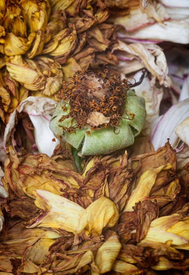 Old dead flowers stock photo. Image of grunge, background 76448158