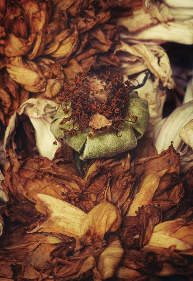 1,021 Old Dead Wilted Flowers Bouquet Stock Photos Free & Royalty