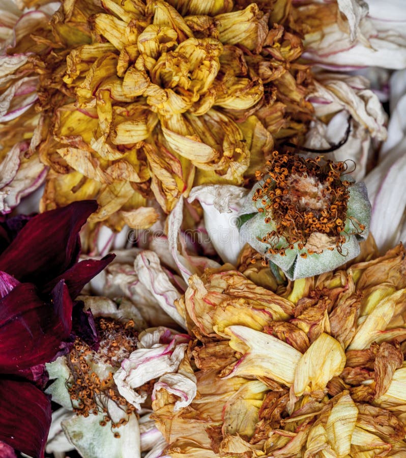 1,021 Old Dead Wilted Flowers Bouquet Stock Photos Free & Royalty