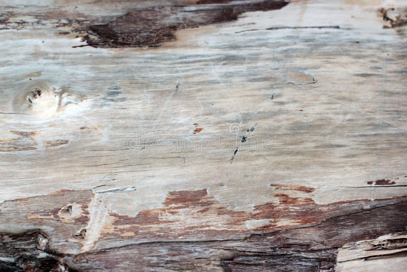 Old dead forest tree texture without bark, with many traces of time - cracks. Close-up capture, usable as a background stock images Old dead forest tree texture without bark, with many traces of time - cracks. Close-up capture, usable as a background stock images