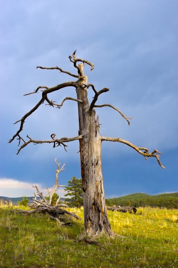 Old Dead Pondersoa Pine Tree