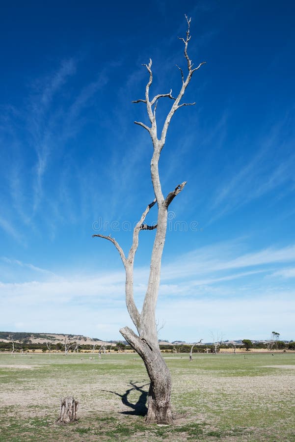 Old and dead tree on a dry lakebed