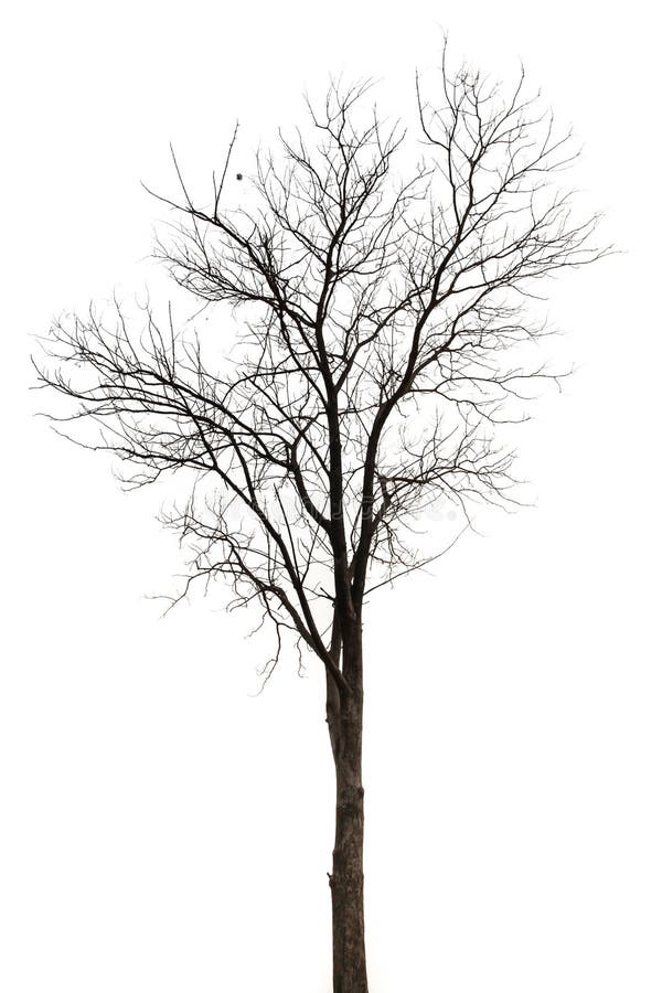 Old and Dead Tree Isolated on White Background Stock Image - Image of ...